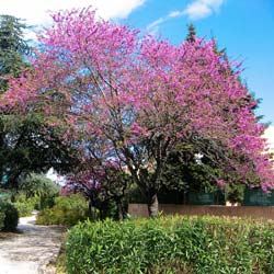 Arbre de Judée / Cercis siliquastrum